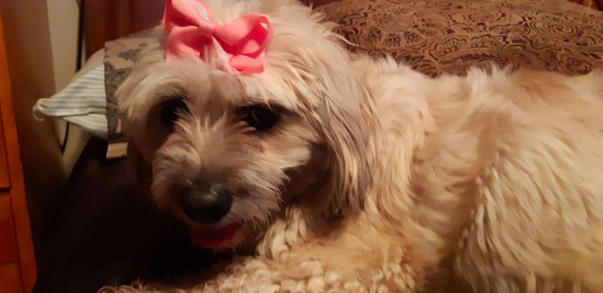 Mimi is registered to the contest to win money with this photo: canidae, carnivore, cockapoo, companion_dog, dog, dog_breed, dutch_smoushond, glen_of_imaal_terrier, irish_soft_coated_wheaten_terrier, mammal, poodle_crossbreed, puppy, schnoodle, small_terrier, snout, sporting_lucas_terrier, terrier, tibetan_terrier, vertebrate, west_highland_white_terrier