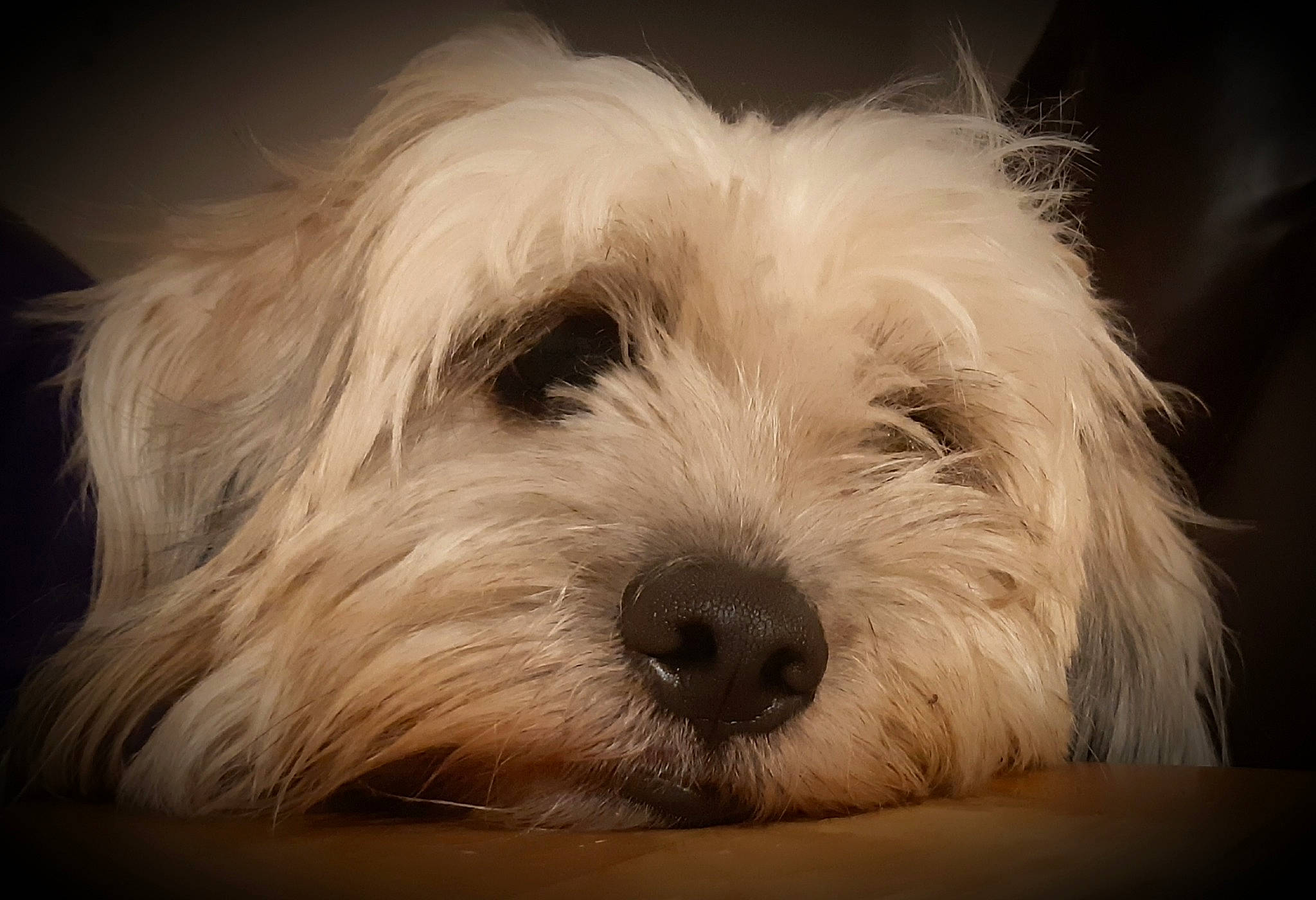 Mimi joined the competition — help win amazing prizes! canidae, carnivore, companion_dog, coton_de_tulear, dog, dog_breed, dutch_smoushond, glen_of_imaal_terrier, havanese, kyi_leo, maltese, mammal, puppy, schnoodle, small_terrier, snout, sporting_lucas_terrier, terrier, tibetan_terrier, vertebrate