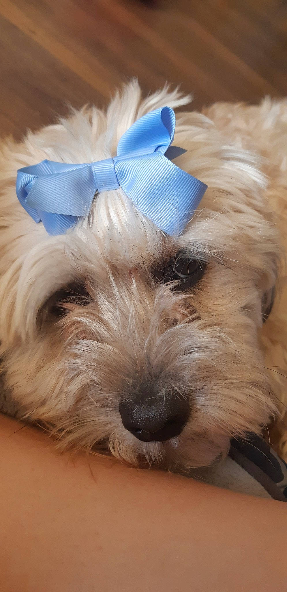 Mimi is registered to the contest to win money with this photo: canidae, carnivore, companion_dog, dog, dog_breed, dutch_smoushond, glen_of_imaal_terrier, irish_soft_coated_wheaten_terrier, mammal, petit_basset_griffon_vendeen, puppy, schnoodle, sealyham_terrier, small_terrier, snout, sporting_group, sporting_lucas_terrier, terrier, tibetan_terrier, vertebrate