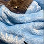 cat, black_cat, blanket, blue_blanket, cozy, sleeping, tongue_out, furry, pet, domestic_cat, cute, snuggled, relaxed, soft_texture, indoor, resting, animal, fur, whiskers, closeup