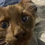 Kola is registered to the contest to win money with this photo: cat, close_up, brown_cat, whiskers, indoor, curious, wide_eyes, feline, pet, animal, fur, face, nose, ear, bed, blanket, soft, cozy, curiosity