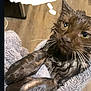 Kola is registered to the contest to win money with this photo: wet_cat, cat, towel, indoor, pet, fur, whiskers, closeup, animal, domestic_cat, eyes, paws, cute, expression, mammal, household, feline, comfort, wrapped, looking