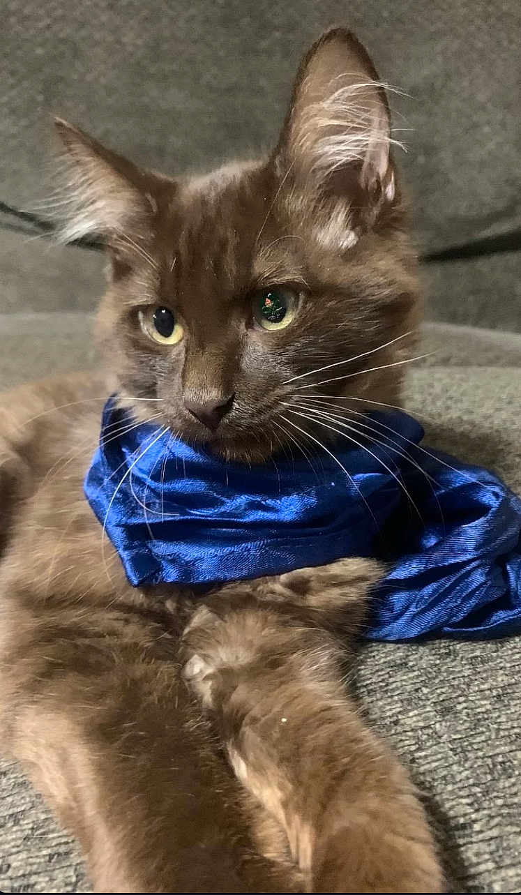 Kola joined the competition — help win amazing prizes! cat, brown_cat, scarf, blue_scarf, feline, pet, animal, whiskers, ears, couch, indoor, relaxed, close_up, fur, portrait, cute, domestic_cat, resting, soft_texture, focused_eyes