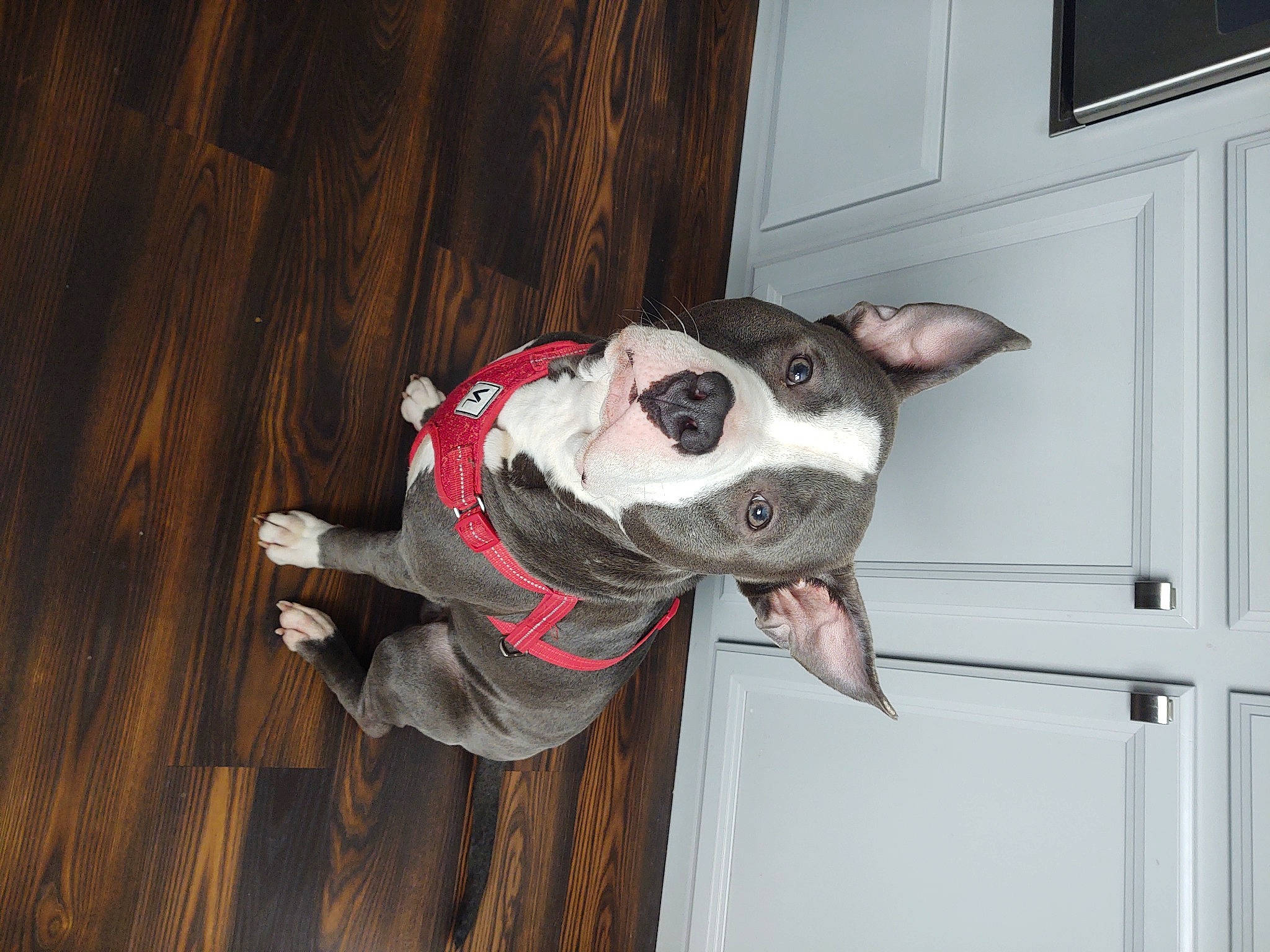 Ruger joined the competition — help win amazing prizes! canidae, carmine, carnivore, collar, companion_dog, dog, dog_breed, dog_collar, dog_supply, door, ear, fawn, flooring, hardwood, snout, sporting_group, whiskers, window, wood, working_animal