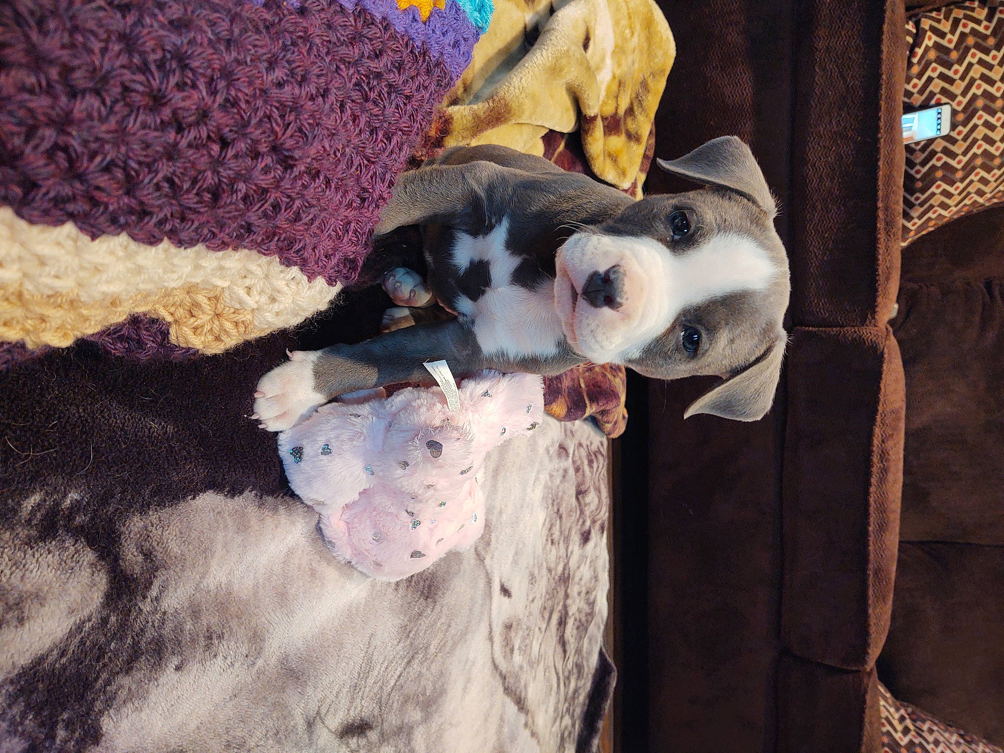 Ruger is registered to the contest to win money with this photo: blanket, canidae, carnivore, comfort, companion_dog, couch, dog, dog_breed, fawn, felidae, fur, linens, mammal, nap, small_to_medium_sized_cats, sporting_group, stuffed_toy, tail, toy, working_animal