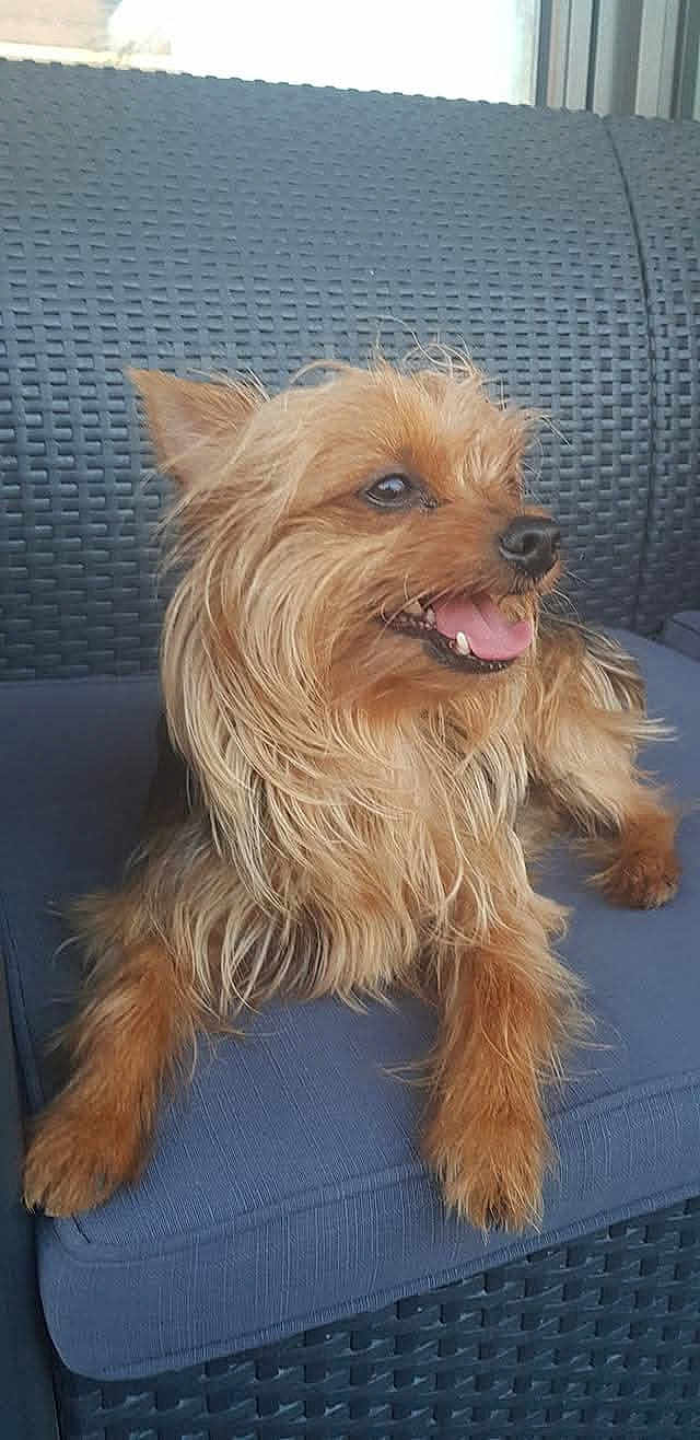 Guizmo participe au concours pour gagner de l'argent avec cette photo : dog, small_dog, long_hair, tongue_out, cushion, chair, pet, happy, relaxed, ears_up, mouth_open, outdoor, fur, animal, canine, companion, seat, brown_fur, snout, paw