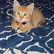 Harley a rejoint le concours — aidez-le/la à gagner de superbes lots ! kitten, cat, orange_tabby, collar, pet, animal, feline, bed, blanket, pattern, indoor, cute, young, fur, whiskers, ears, eyes, resting, domestic, mammal
