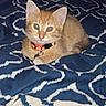kitten, cat, orange_tabby, collar, pet, animal, feline, bed, blanket, pattern, indoor, cute, young, fur, whiskers, ears, eyes, resting, domestic, mammal