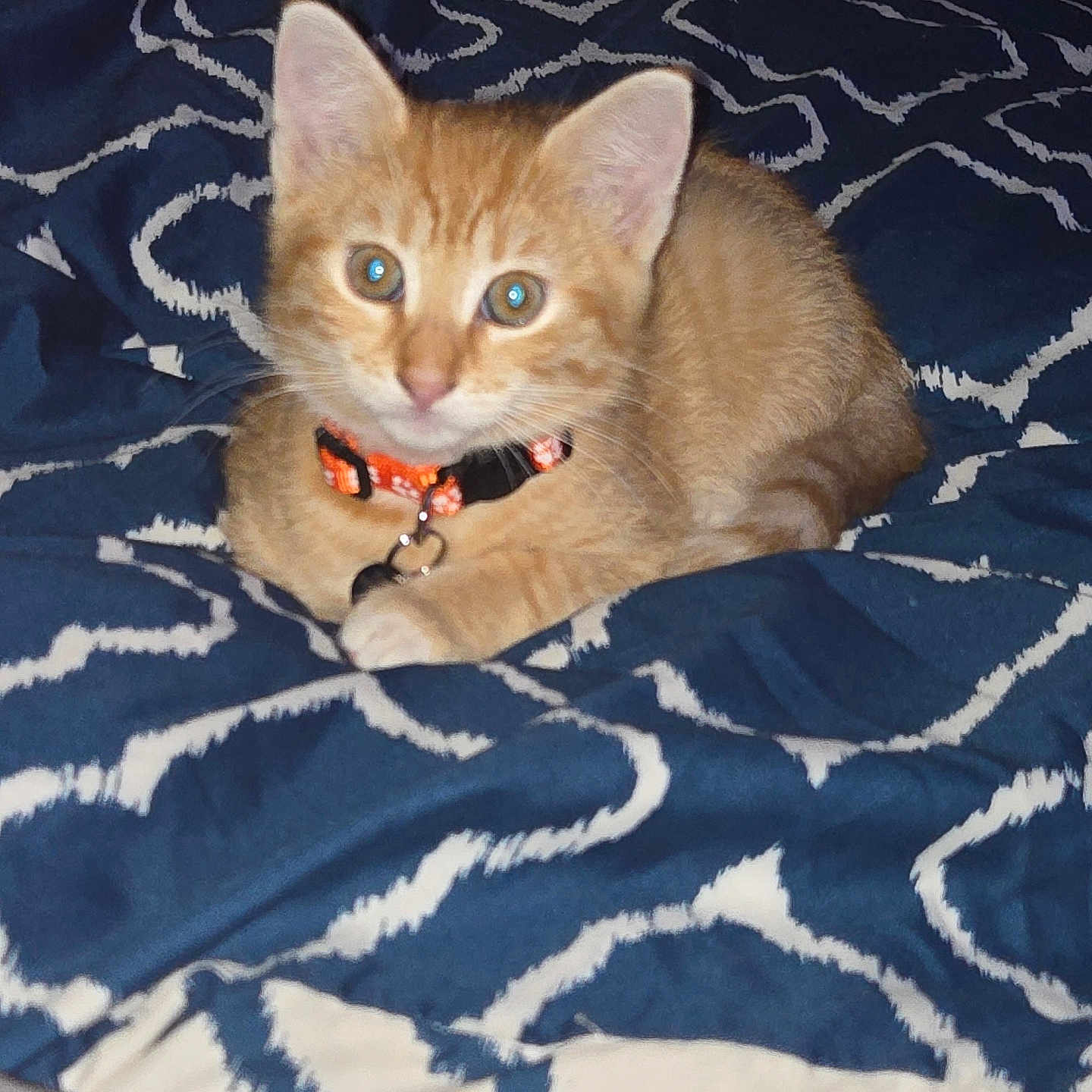 Harley