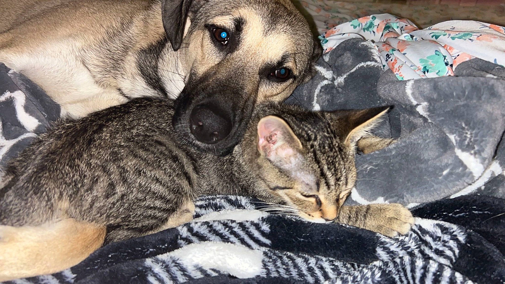 Scrappy joined the competition — help win amazing prizes! carnivore, cat, claw, comfort, companion_dog, dog, dog_breed, domestic_short_haired_cat, fawn, felidae, fur, linens, nap, paw, small_to_medium_sized_cats, snout, terrestrial_animal, whiskers, wildlife, working_animal