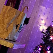 Nina a rejoint le concours — aidez-le/la à gagner de superbes lots ! cat, paper_bag, table, curtain, christmas_tree, christmas_lights, ornaments, indoor, purple_lighting, holiday_decor, shadow, wooden_table, curious_cat, black_and_white_cat, decorations, festive, room_interior, window, fabric, pet