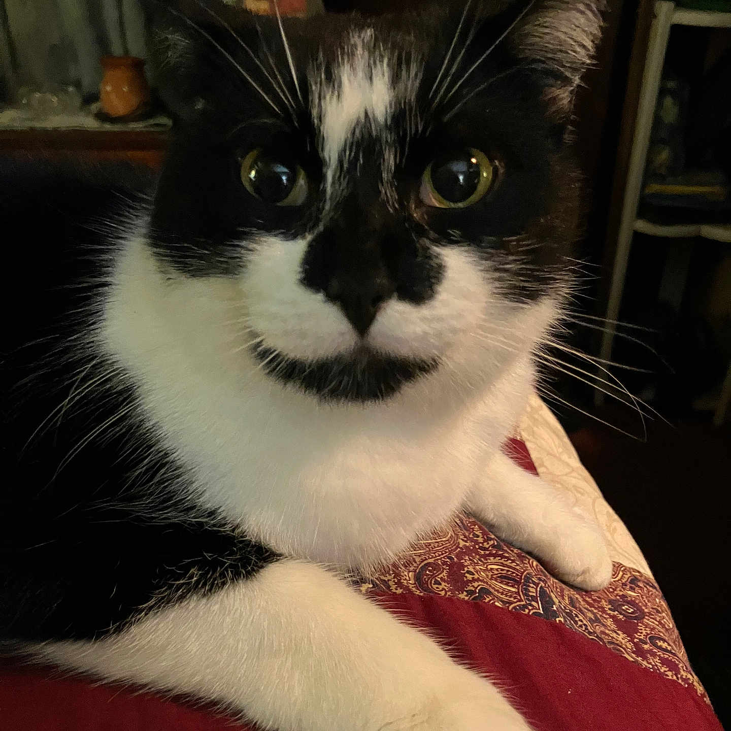 Buddy is registered to the contest to win money with this photo: animal, bedroom, black_and_white, cat, close_up, cozy, cute, domestic_cat, feline, fur, indoor, large_eyes, mammal, patterned_quilt, paw, pet, portrait, resting, soft_lighting, whiskers