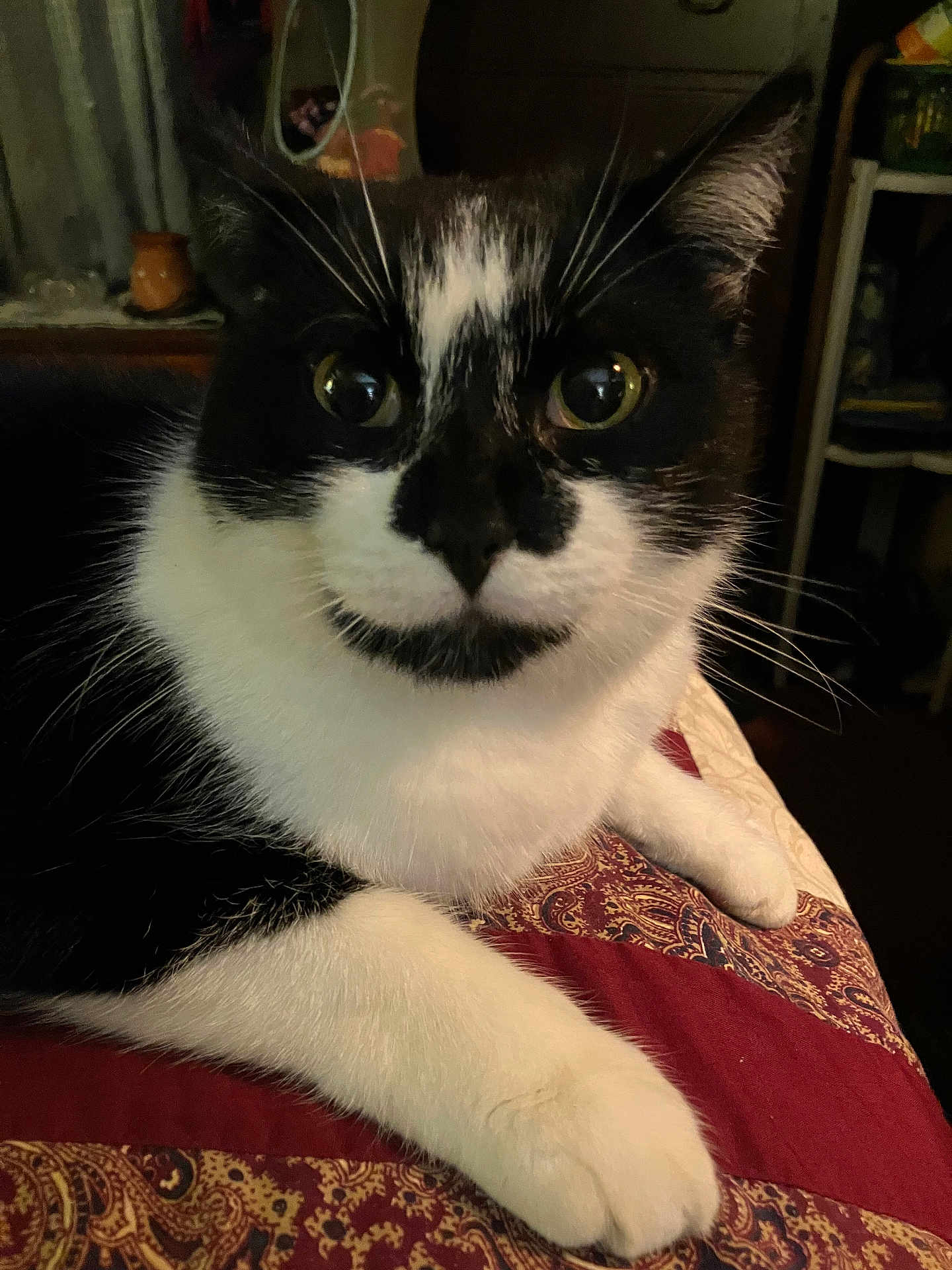 Buddy