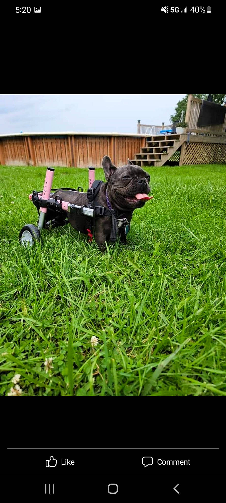 Nala joined the competition — help win amazing prizes! canidae, carnivore, collar, companion_dog, dog, dog_breed, dog_collar, grass, grass_family, grassland, groundcover, lawn, leash, plant, snout, sporting_group, terrestrial_animal, toy, toy_dog, working_animal