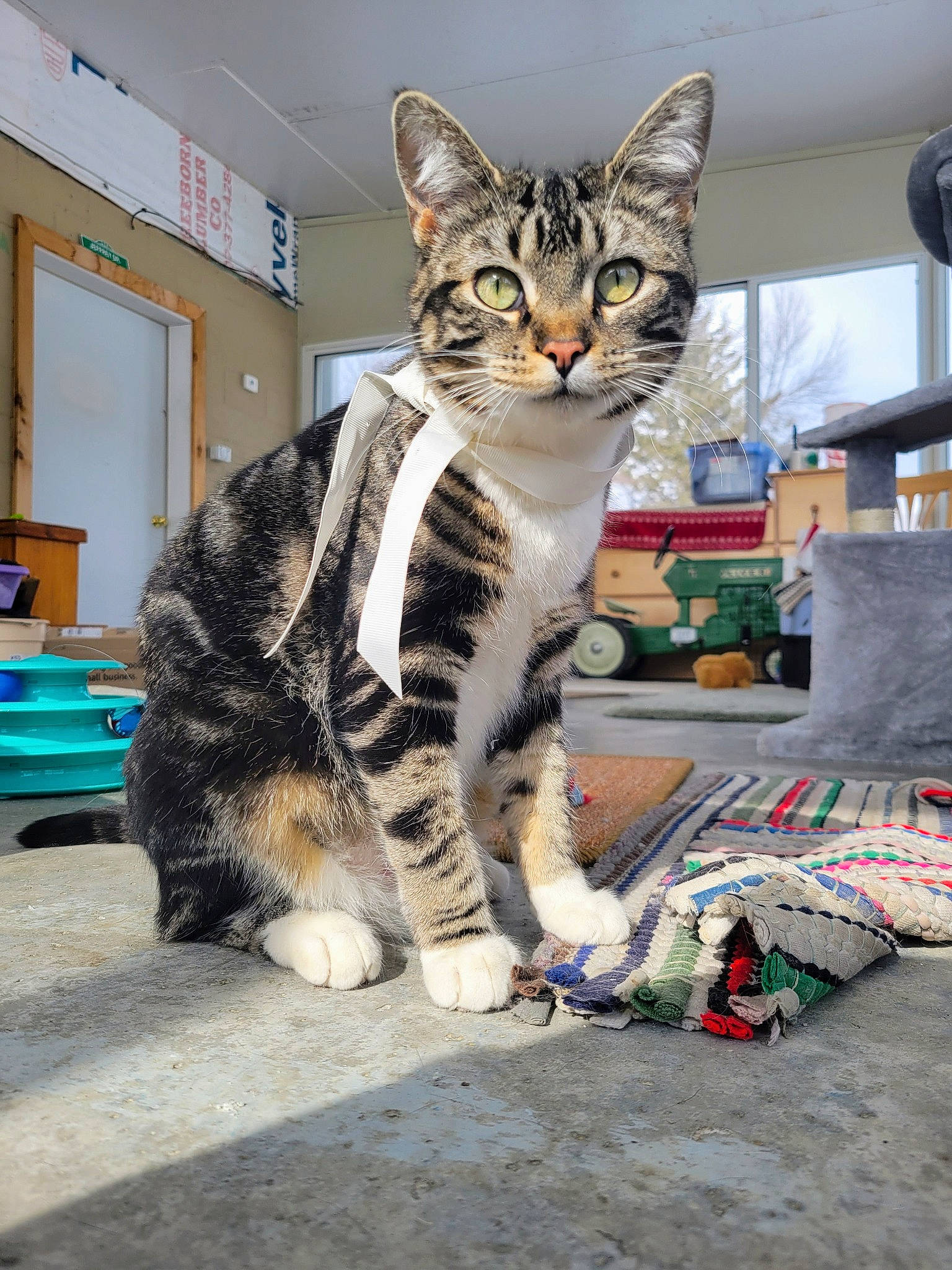 Xena joined the competition — help win amazing prizes! carnivore, cat, comfort, domestic_short_haired_cat, felidae, fur, paw, picture_frame, sitting, small_to_medium_sized_cats, street, tail, terrestrial_animal, whiskers, wildlife