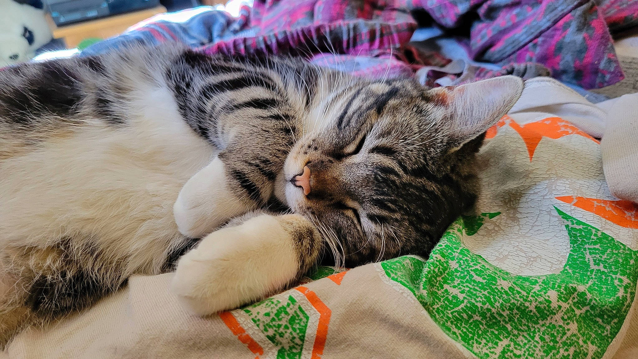 Xena is registered to the contest to win money with this photo: carnivore, cat, claw, comfort, domestic_short_haired_cat, felidae, fur, grass, linens, nap, pattern, paw, sleep, small_to_medium_sized_cats, snout, whiskers