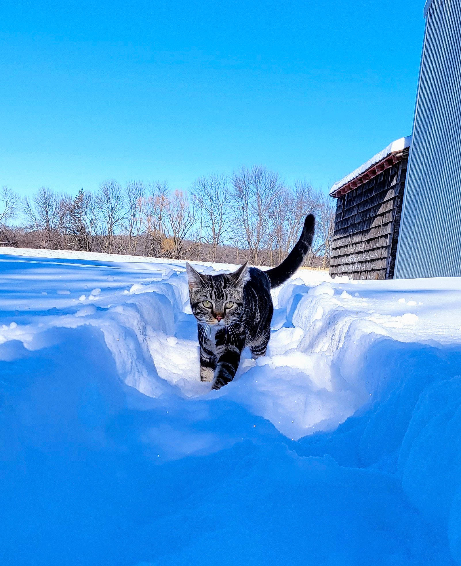 Xena joined the competition — help win amazing prizes! building, dog_breed, electric_blue, felidae, freezing, frost, fur, glacial_landform, ice_cap, landscape, recreation, sky, slope, snout, snow, sporting_group, tail, tree, window, winter