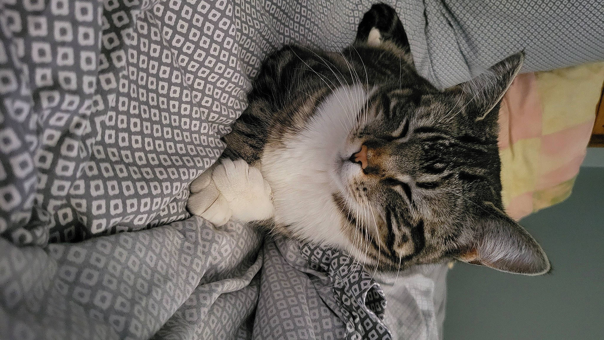 Xena joined the competition — help win amazing prizes! carnivore, cat, claw, comfort, domestic_short_haired_cat, felidae, fur, grey, linens, nap, pattern, paw, sleep, small_to_medium_sized_cats, snout, tail, whiskers