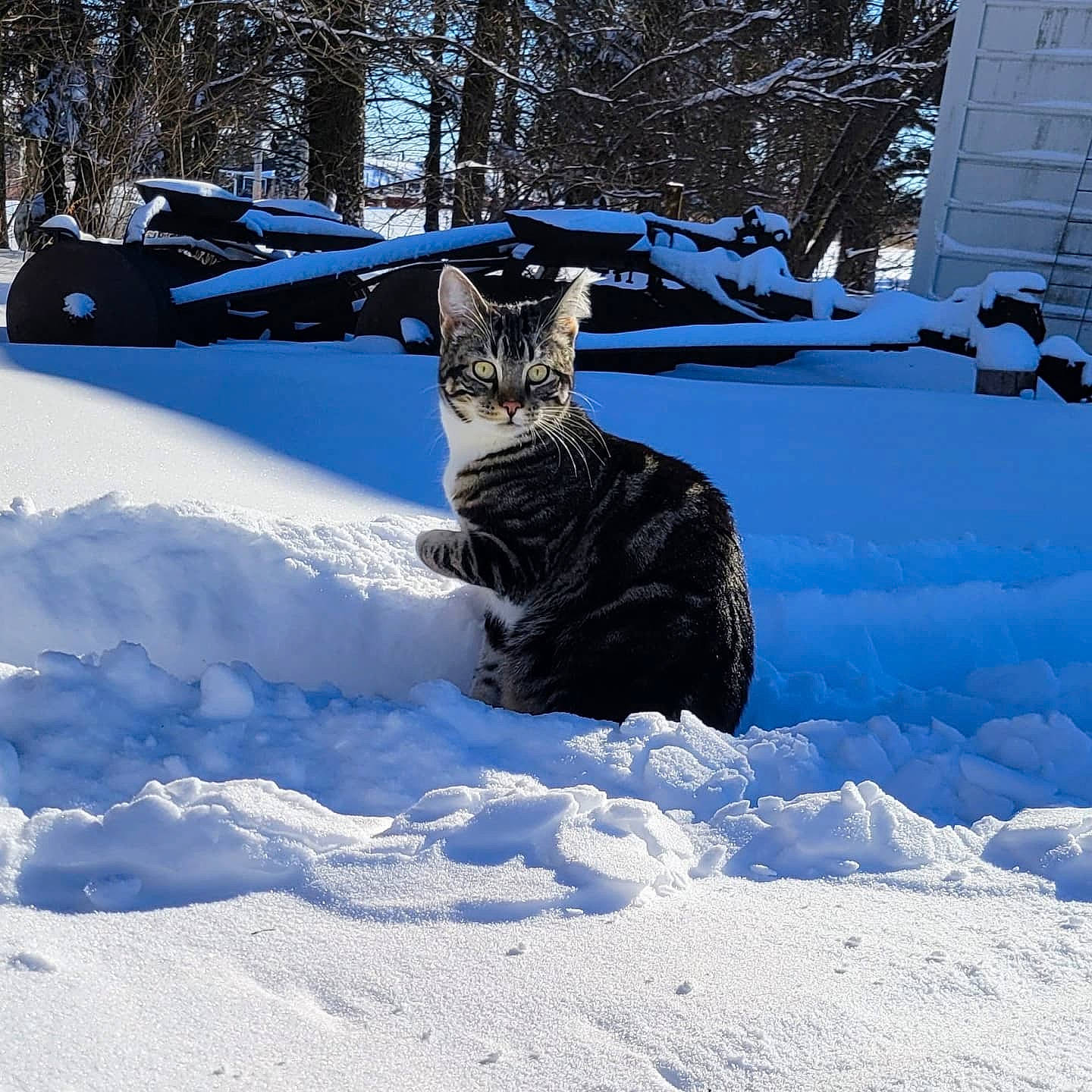 Xena joined the competition — help win amazing prizes! automotive_tire, carnivore, cat, electric_blue, felidae, freezing, fur, mammal, small_to_medium_sized_cats, snout, snow, sporting_group, tail, tree, trunk, vertebrate, whiskers, window, winter, wood