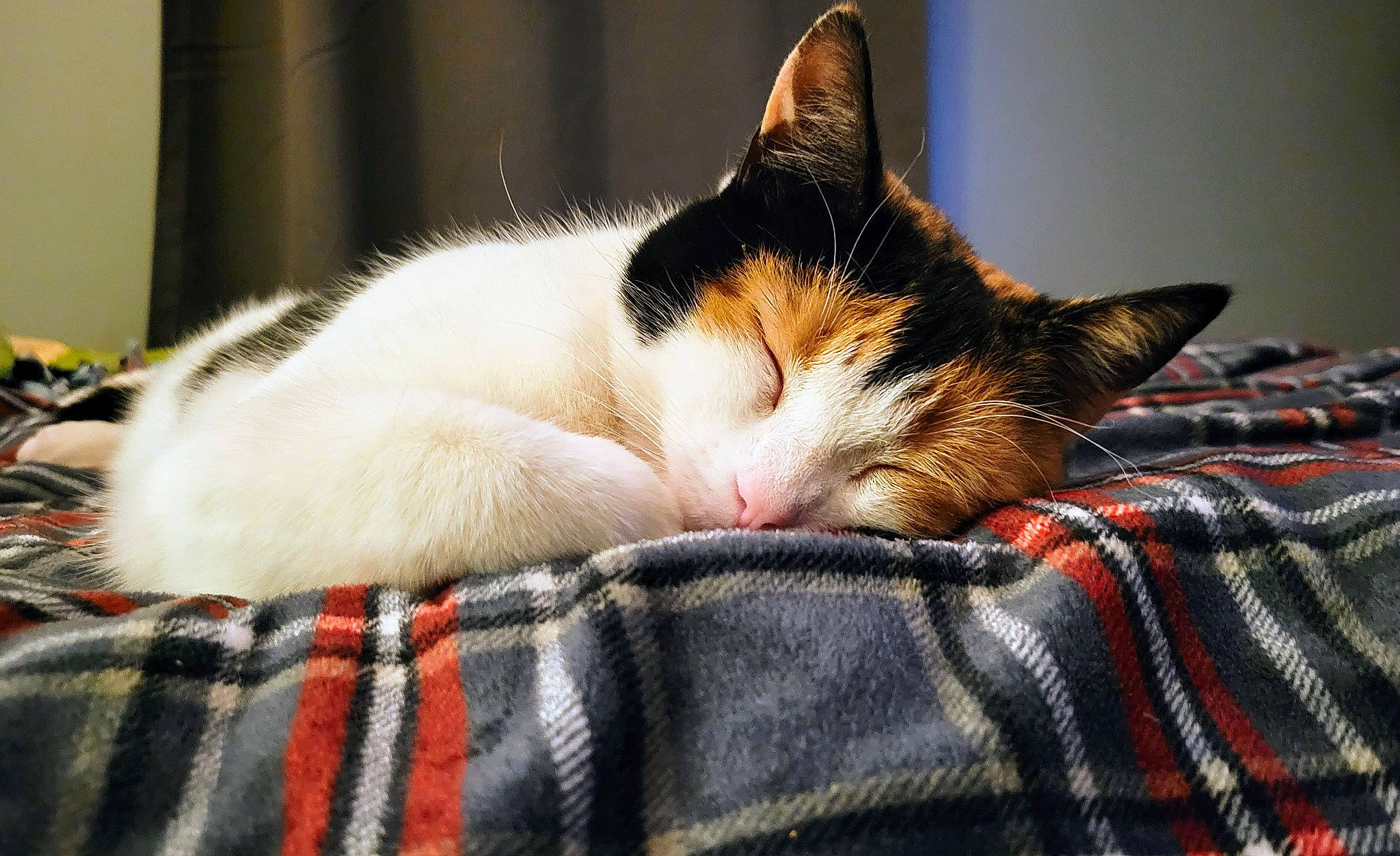 Patches joined the competition — help win amazing prizes! carnivore, cat, close_up, comfort, domestic_short_haired_cat, felidae, fur, linens, nap, pattern, paw, plaid, sky, sleep, small_to_medium_sized_cats, snout, tail, tartan, whiskers, wood