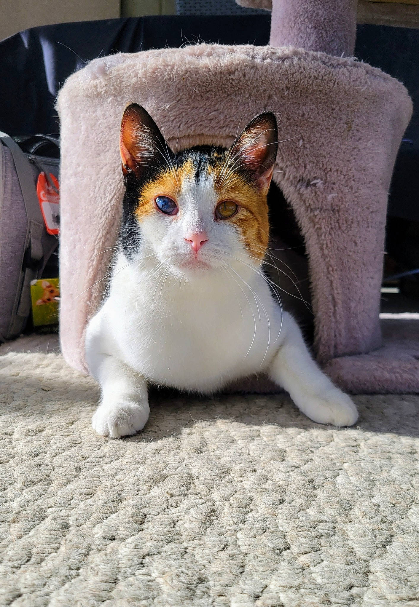 Patches joined the competition — help win amazing prizes! carnivore, cat, comfort, couch, domestic_short_haired_cat, felidae, flooring, foot, fur, grey, linens, paw, sitting, small_to_medium_sized_cats, snout, tail, whiskers