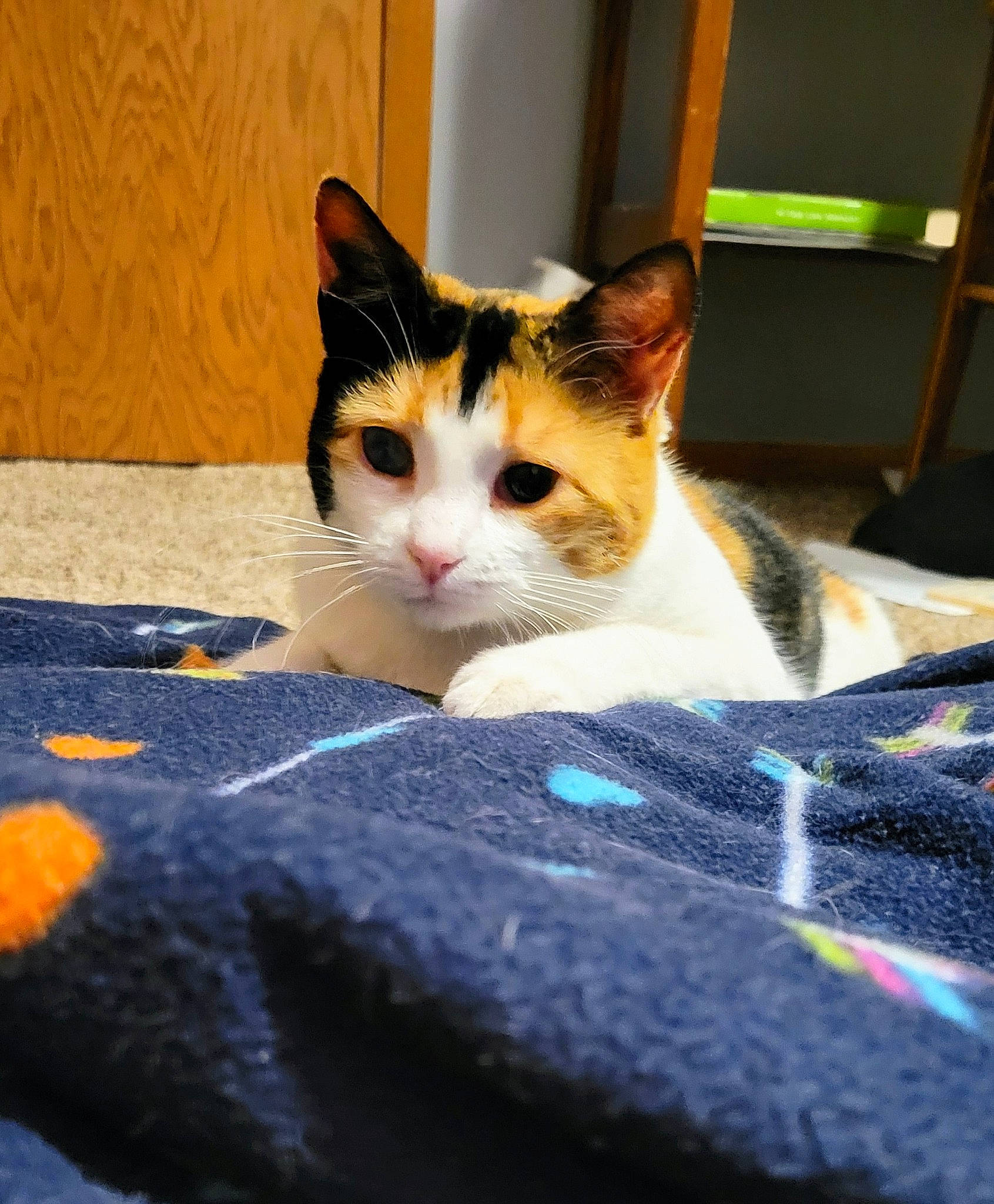 Patches is registered to the contest to win money with this photo: box, carnivore, cat, comfort, domestic_short_haired_cat, electric_blue, felidae, fur, linens, mammal, paw, room, sitting, small_to_medium_sized_cats, snout, tail, whiskers, window