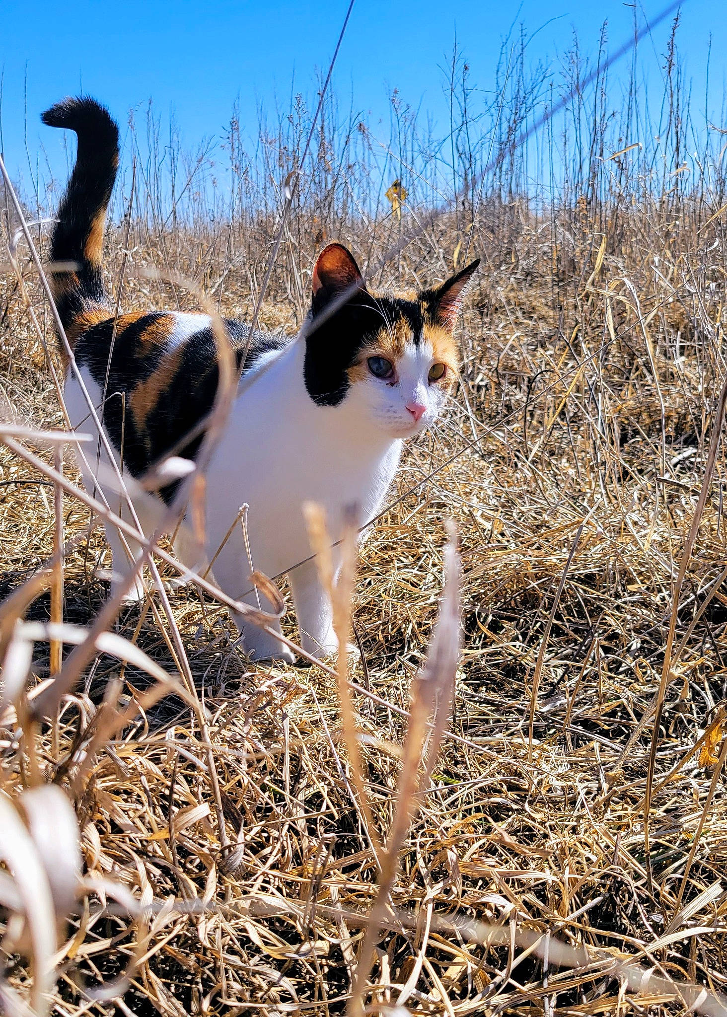 Patches is registered to the contest to win money with this photo: canidae, carnivore, cat, fawn, felidae, fur, grass, grass_family, grassland, landscape, plant, sky, small_to_medium_sized_cats, soil, sporting_group, tail, twig, whiskers, wildlife, wood