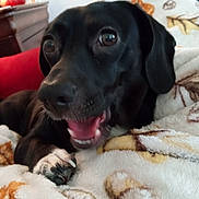 Jayjay is registered to the contest to win money with this photo: dog, black_dog, pet, animal, blanket, cozy, indoor, paw, fur, cute, happy, smiling, lying_down, closeup, face, canine, relaxed, home, comfort, resting