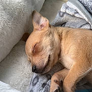 Tino is registered to the contest to win money with this photo: puppy, dog, sleeping, tan_fur, small_dog, closed_eyes, paw, nose, ears, pet, cuddly, cozy, blanket, pillow, bed, indoors, relaxed, nap, soft, portrait