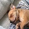 puppy, dog, sleeping, tan_fur, small_dog, closed_eyes, paw, nose, ears, pet, cuddly, cozy, blanket, pillow, bed, indoors, relaxed, nap, soft, portrait