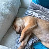 Tino joined the competition — help win amazing prizes! puppy, dog, sleeping, nap, cute, animal, pet, brown_fur, small_dog, belly_up, closed_eyes, snout, paws, blanket, bed, pillow, cozy, indoors, relaxed, portrait