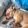 Tino is registered to the contest to win money with this photo: puppy, dog, sleeping, tan_fur, small_dog, closed_eyes, paws, claws, snout, ears, curled_up, blanket, cozy, indoors, pet_bed, resting, cute, animal, portrait, blue_background
