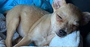 Tino is registered to the contest to win money with this photo: puppy, dog, sleeping, sleepy, animal, pet, canine, short_hair, tan_fur, closed_eyes, black_nose, large_ears, lying_down, blanket, cozy, indoors, portrait, close_up, cute, relaxed
