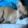 puppy, dog, sleeping, sleepy, animal, pet, canine, short_hair, tan_fur, closed_eyes, black_nose, large_ears, lying_down, blanket, cozy, indoors, portrait, close_up, cute, relaxed