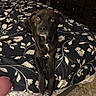 dog, puppy, black_dog, pet, animal, portrait, sitting, bed, bedroom, floral_bedding, indoor, brown_eyes, white_chest, black_fur, long_legs, cute, adorable, looking_at_camera, furniture, home_decor