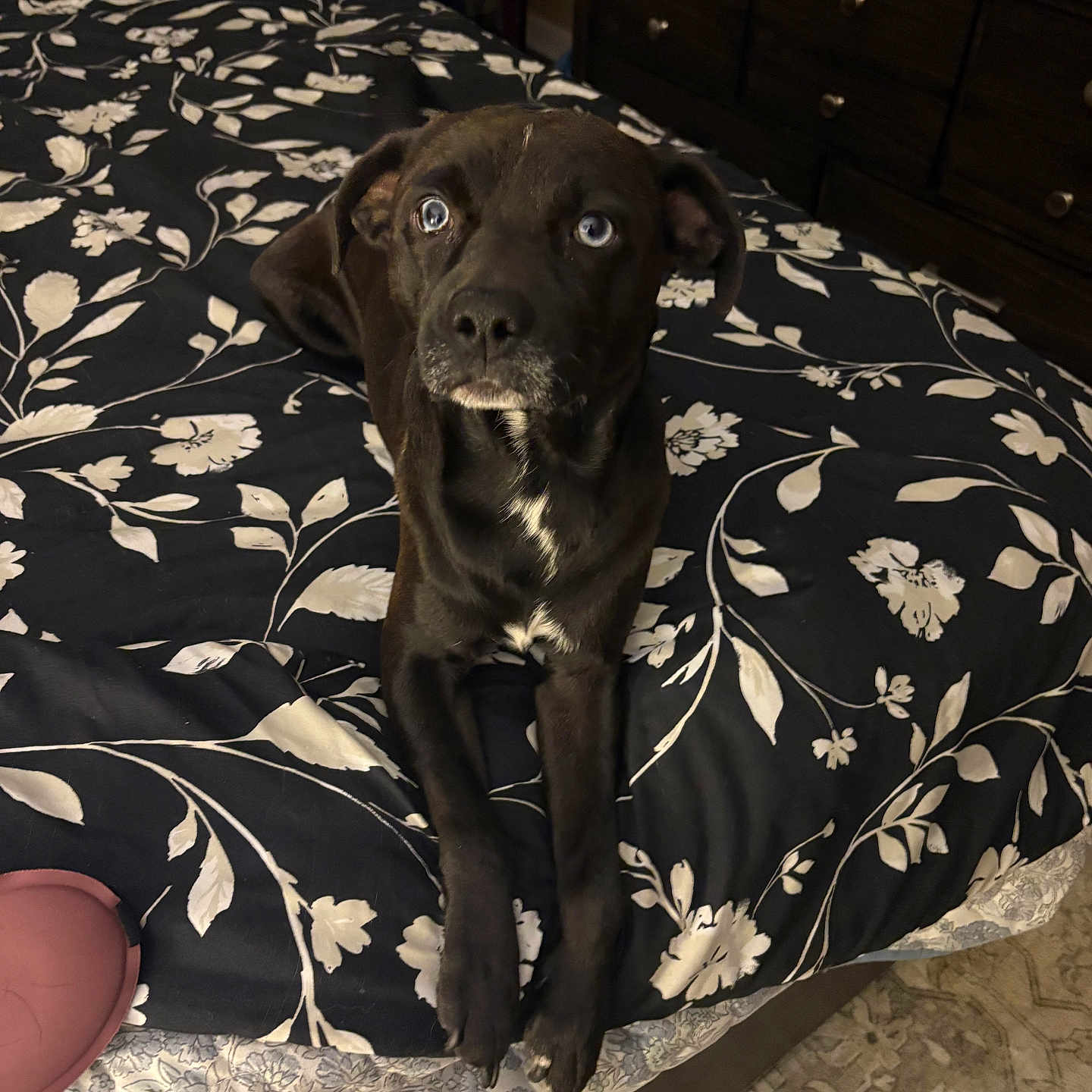 Littleman