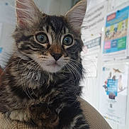 Athena Streicher a rejoint le concours — aidez-le/la à gagner de superbes lots ! animal, cat, closeup, cozy, curious, cute, ears, eyes, feline, fur, indoor, kitten, pet, portrait, soft, sweater, tabby, texture, whiskers, young