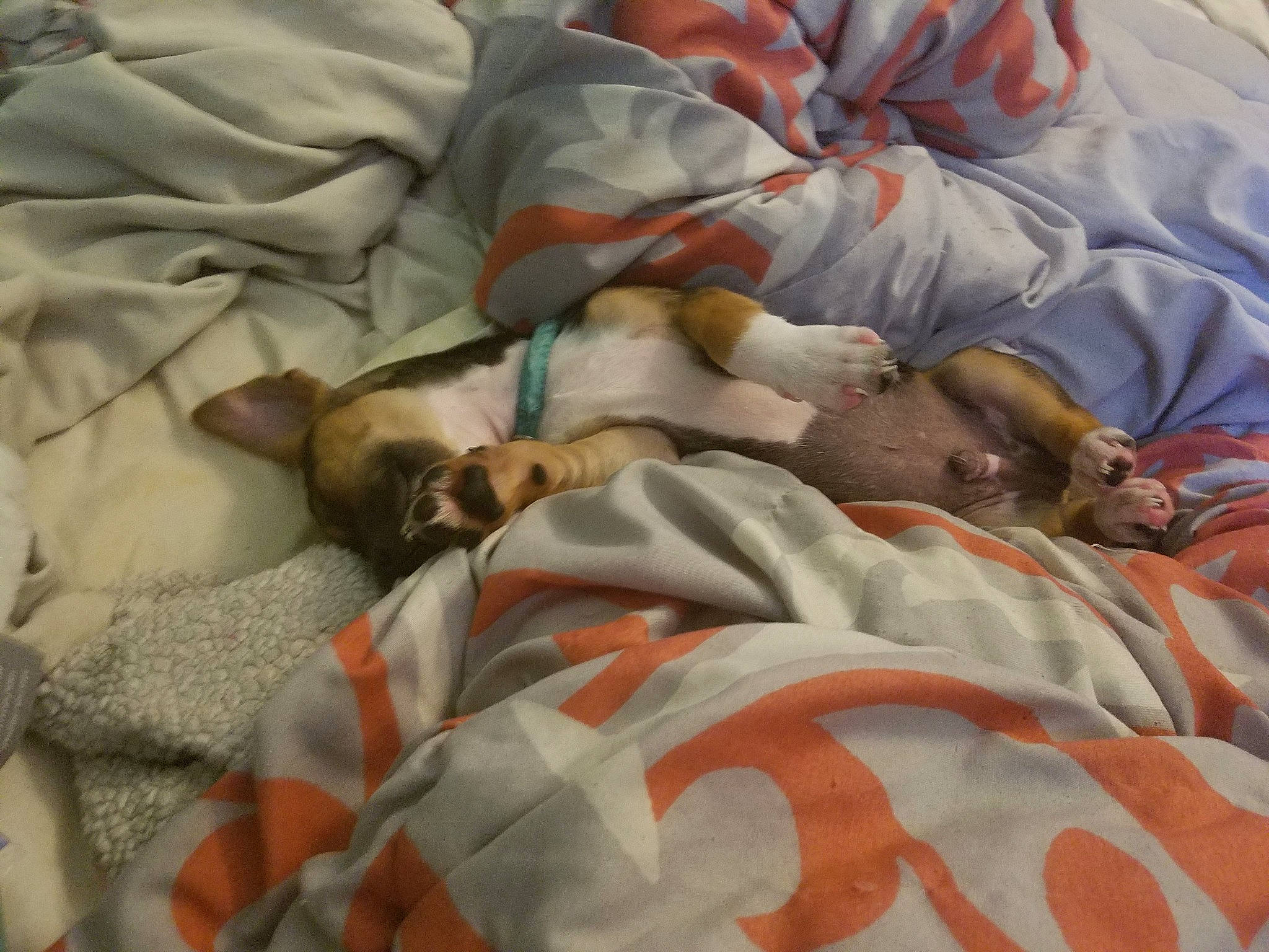 Tbone is registered to the contest to win money with this photo: bedtime, canidae, carnivore, dog_breed, fawn, nap, sleep, sporting_group