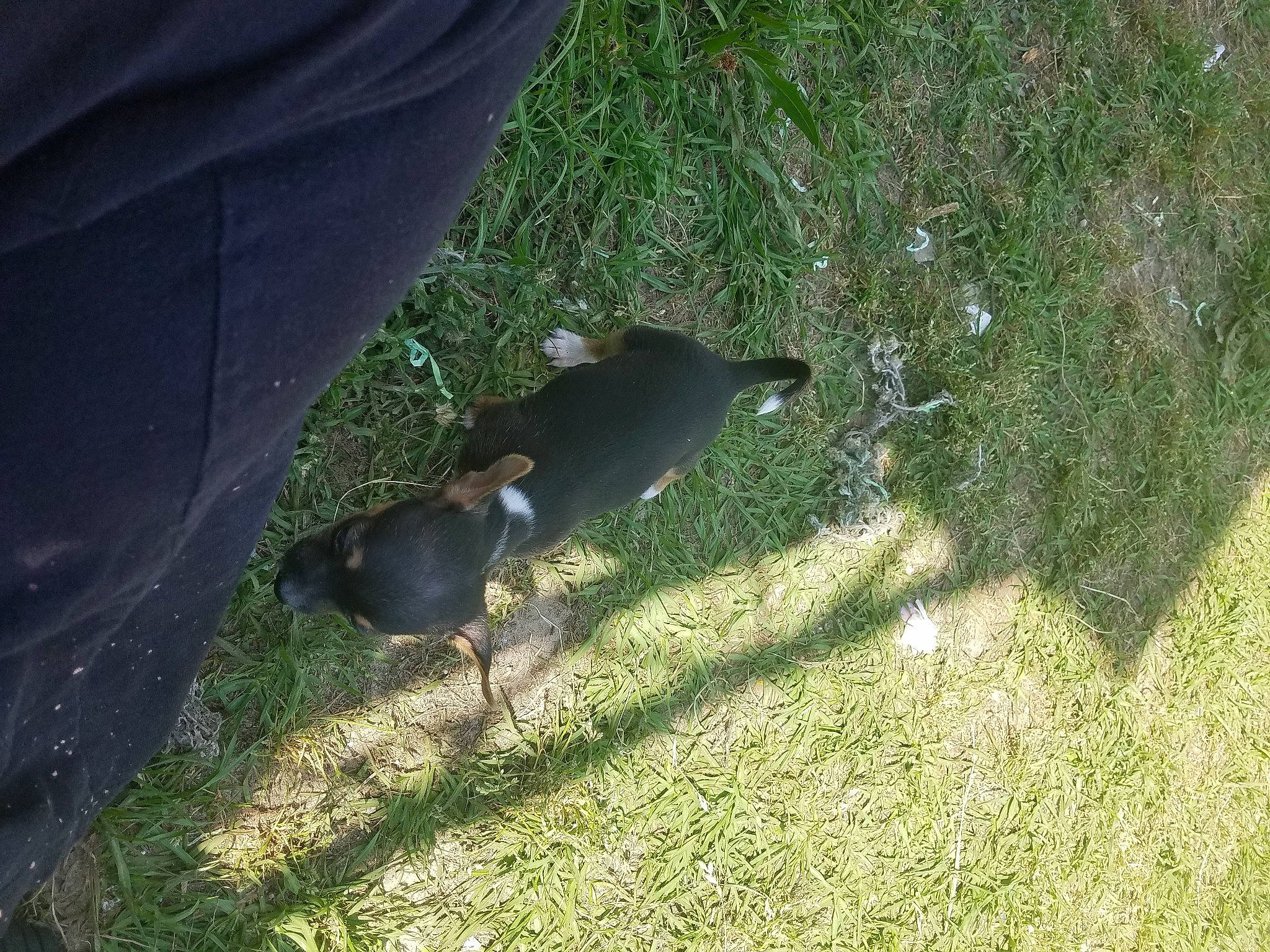 Tbone joined the competition — help win amazing prizes! bird, grass, lawn, plant