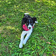 Brenta a rejoint le concours — aidez-le/la à gagner de superbes lots ! accessories, animal, ball, canine, collie, dog, field, grass, grassland, green, husky, lawn, nature, outdoors, pet, plant, puppy, sport, strap, summer