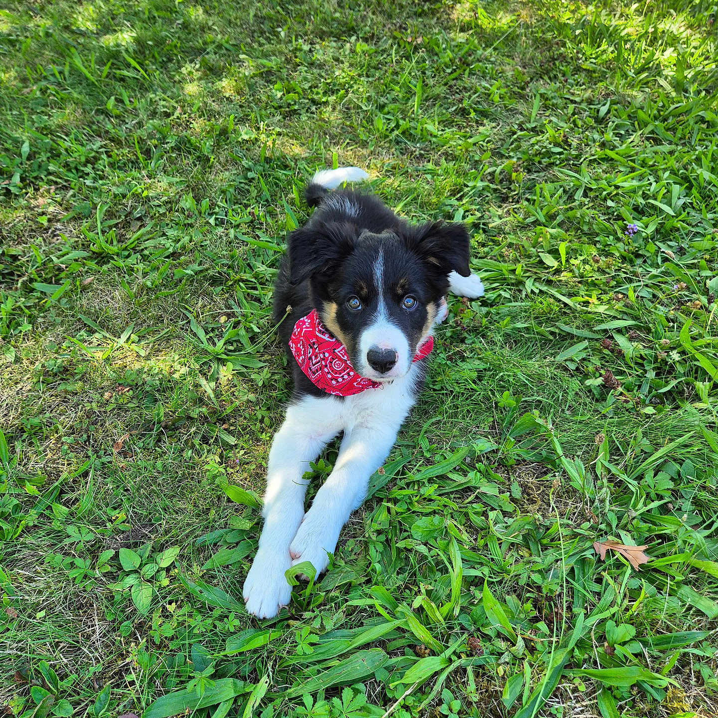 Brenta a rejoint le concours — aidez-le/la à gagner de superbes lots ! accessories, animal, ball, canine, collie, dog, field, grass, grassland, green, husky, lawn, nature, outdoors, pet, plant, puppy, sport, strap, summer