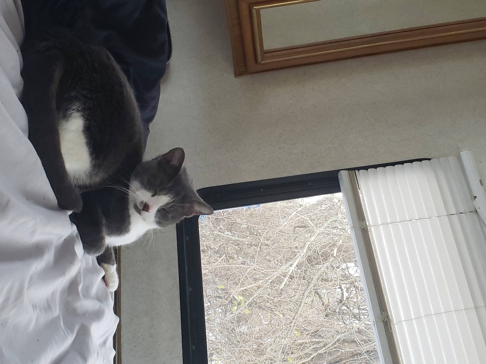 Szari joined the competition — help win amazing prizes! animal_shelter, carnivore, cat, comfort, domestic_short_haired_cat, door, fawn, felidae, flooring, fur, grey, hardwood, picture_frame, small_to_medium_sized_cats, snout, tail, tints_and_shades, whiskers, window, wood