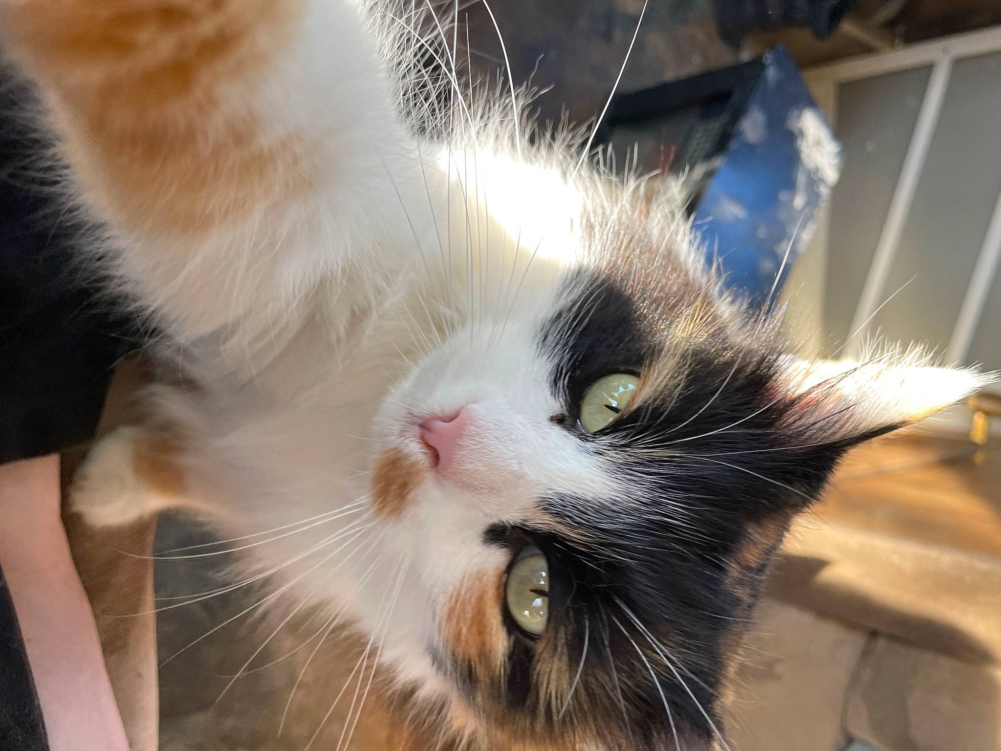 Phoebe joined the competition — help win amazing prizes! beard, carnivore, cat, claw, domestic_short_haired_cat, ear, eye, eyelash, fang, felidae, foot, fur, jaw, mammal, paw, small_to_medium_sized_cats, snout, tail, whiskers, window
