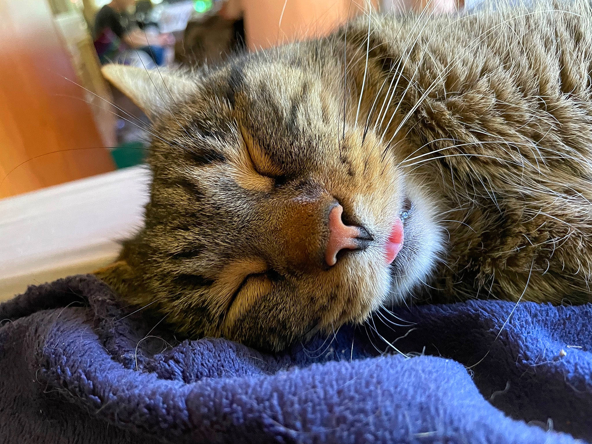 Darko is registered to the contest to win money with this photo: carnivore, cat, claw, comfort, domestic_short_haired_cat, fawn, felidae, fur, nap, paw, sleep, small_to_medium_sized_cats, snout, terrestrial_animal, whiskers
