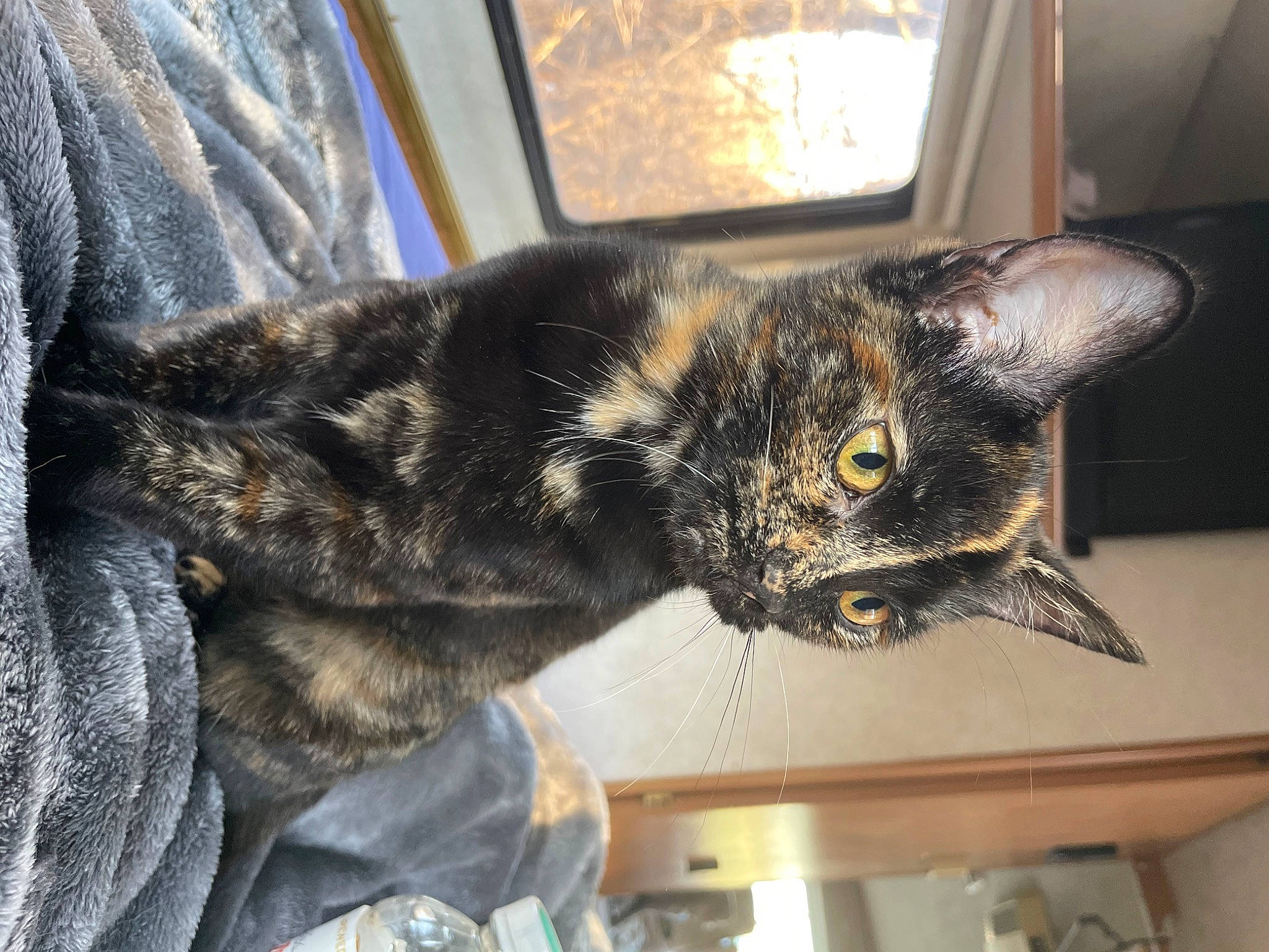 Zoey is registered to the contest to win money with this photo: carnivore, cat, claw, comfort, domestic_short_haired_cat, ear, felidae, fur, paw, small_to_medium_sized_cats, snout, tail, whiskers, window