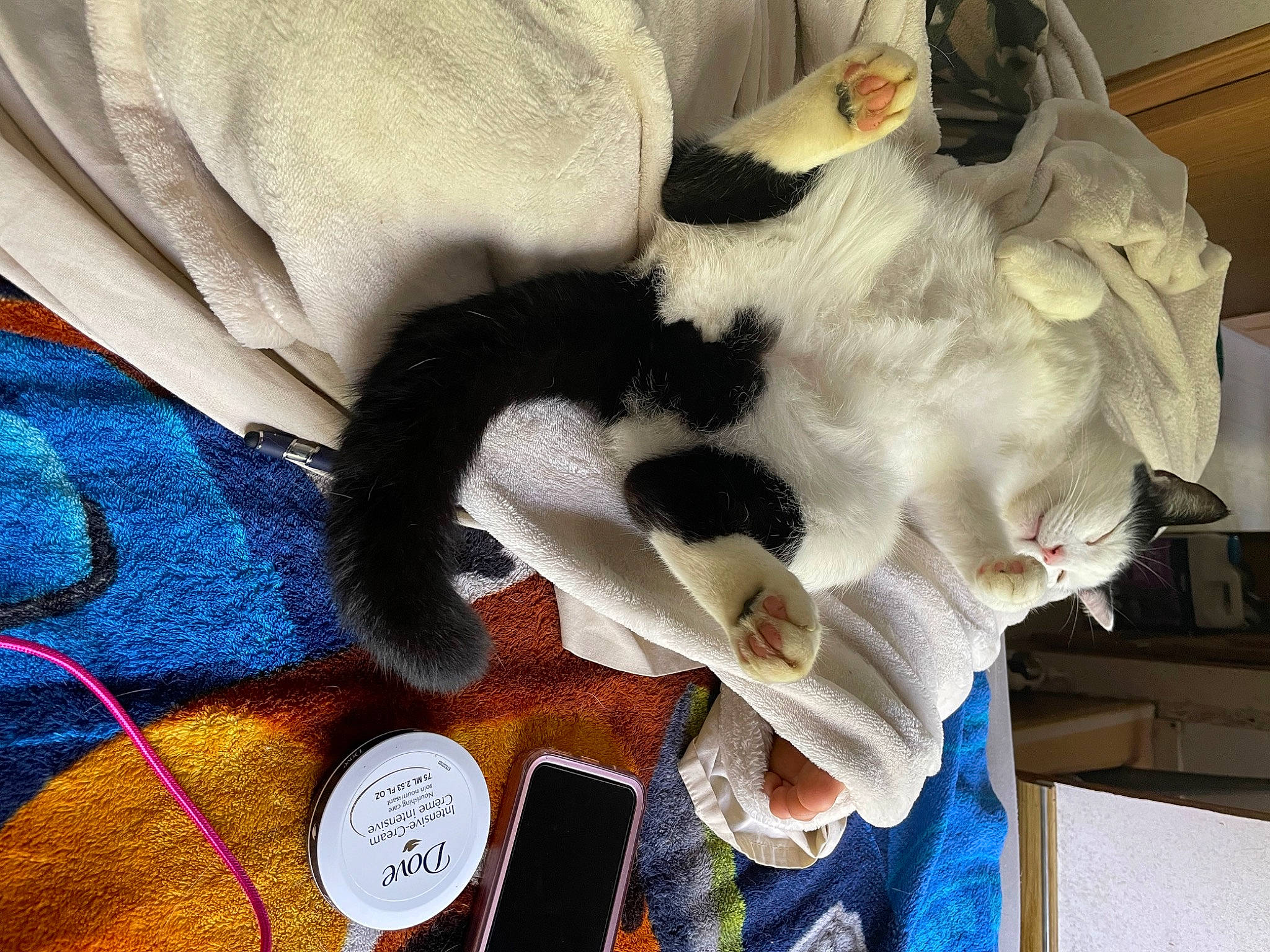 Oreo is registered to the contest to win money with this photo: canidae, carmine, comfort, companion_dog, costume, dog_breed, eyewear, felidae, fur, linens, plush, room, small_to_medium_sized_cats, sporting_group, stuffed_toy, sunglasses, tail, toy, whiskers, wool