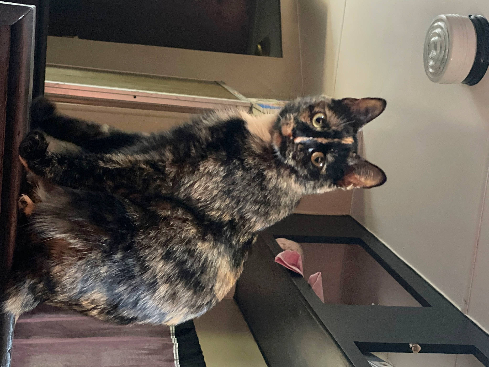 Autumn is registered to the contest to win money with this photo: carnivore, cat, claw, dog_breed, domestic_short_haired_cat, felidae, fur, grey, room, small_to_medium_sized_cats, snout, tail, television, whiskers