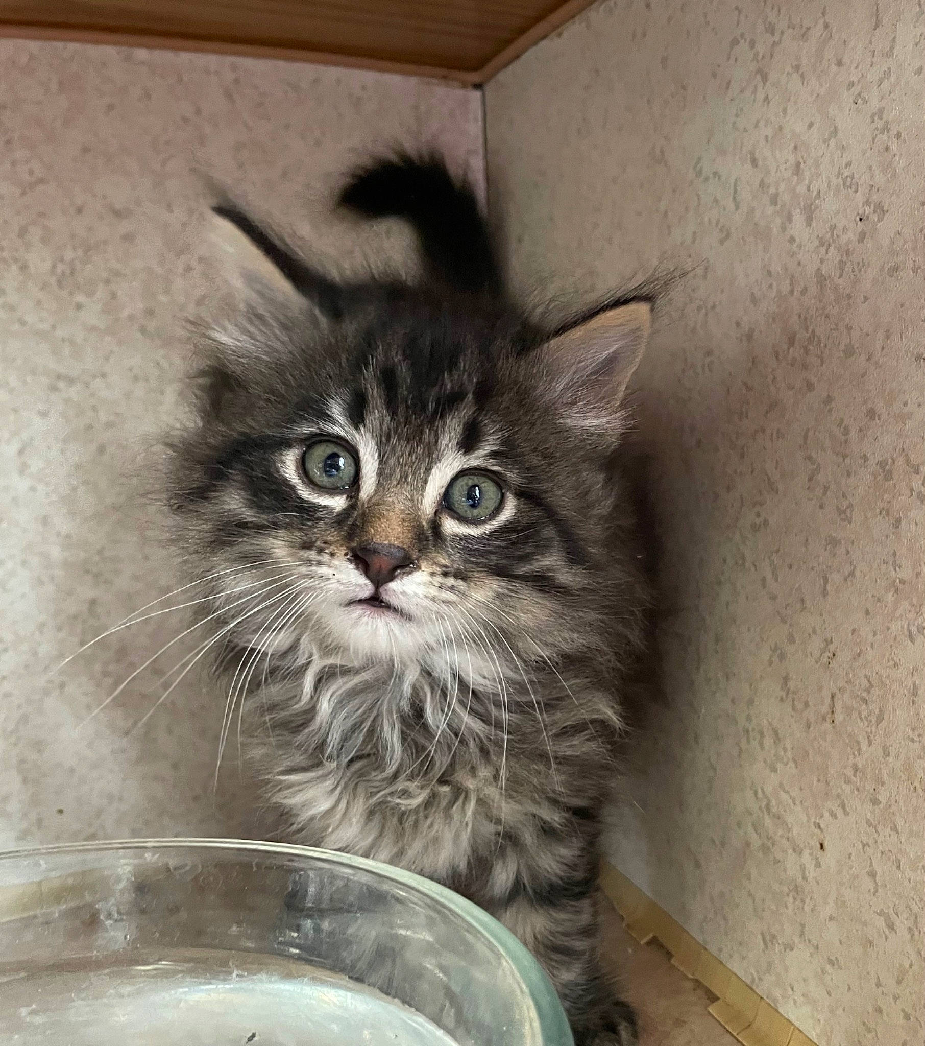 Willow joined the competition — help win amazing prizes! box, carnivore, cat, cat_supply, domestic_short_haired_cat, drinking_water, felidae, fur, grey, maine_coon, mixing_bowl, pet_supply, serveware, small_to_medium_sized_cats, snout, whiskers, window