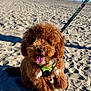 Yogi is registered to the contest to win money with this photo: dog, puppy, beach, sand, harness, leash, sunny, outdoor, pet, animal, tongue_out, fluffy, brown, cute, happy, summer, nature, sky, palm_trees, playful