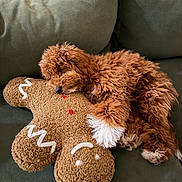 Yogi joined the competition — help win amazing prizes! puppy, dog, couch, plush_toy, gingerbread_man, sleeping, cozy, brown_fur, white_fur, curly_fur, home, indoor, resting, cute, pet, pillows, relaxed, soft_texture, comfort, napping